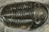 Detailed Gerastos Trilobite Fossil - Morocco #311246-1